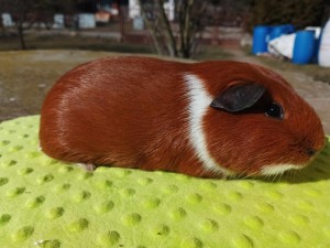 Chipík