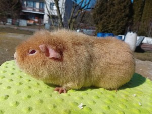 Bela