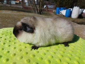 Oliver1