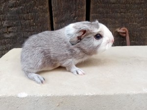Ophelia - kopie