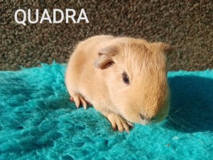 Quadra