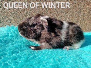Queen of Winter