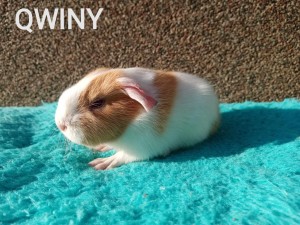Qwiny