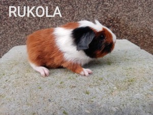 Rukola