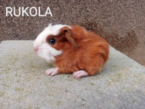 Rukola.