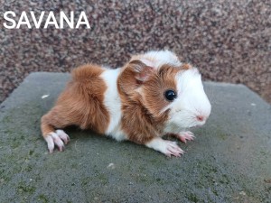 Savana