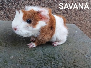 Savana.