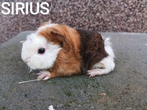 Sirius
