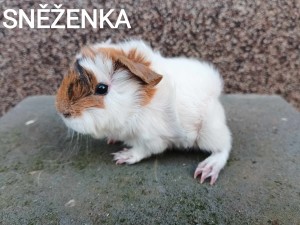 Sněženka