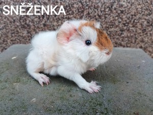 Sněženka.