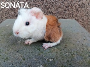 Sonáta