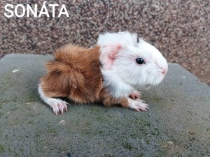 Sonáta.