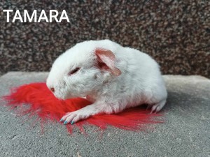 Tamara