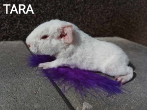 Tara