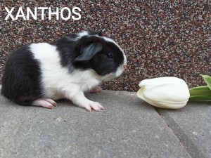 Xanthos
