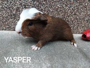 Yasper