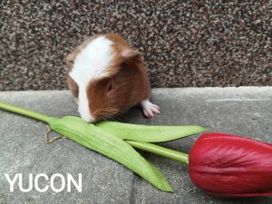 Yucon