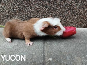 Yucon.