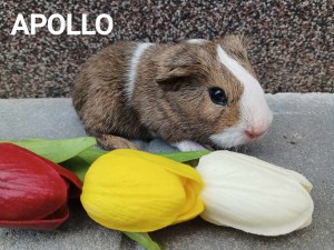 Apollo