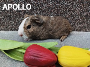 Apollo.