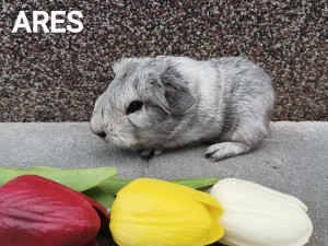 Ares