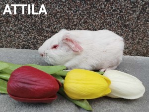 Attila