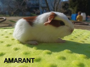 Amarant