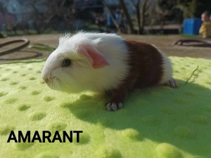 Amarant.