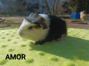 Amor