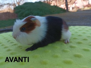 Avanti