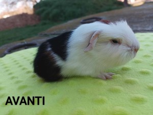 Avanti.