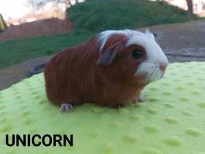 Unicorn.