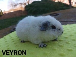 Veyron