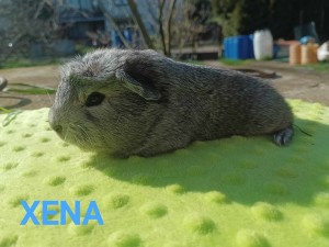 Xena