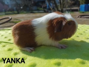 Yanka