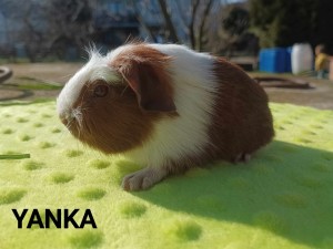Yanka.