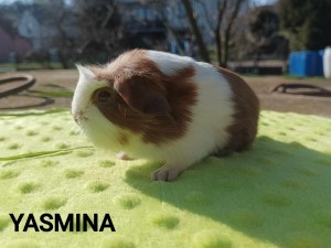 Yasmina