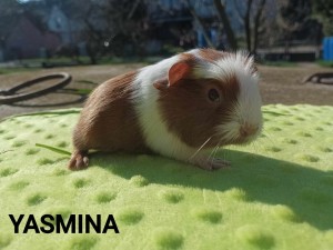 Yasmina.