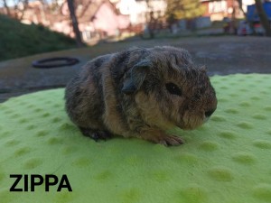 Zippa