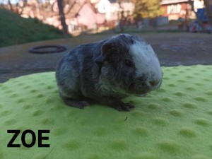 Zoe