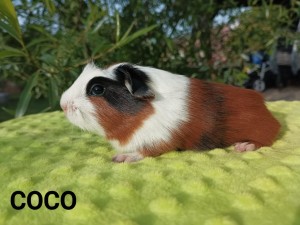 Coco