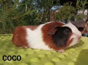 Coco.