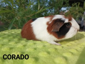 Corado.