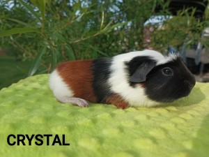 Crystal